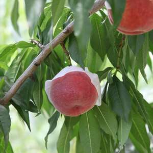 ＜2026年発送分先行予約＞山梨県南アルプス市産 桃 2Kg 5～8玉 ALPBV002