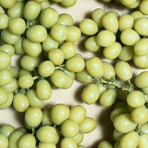 ＜2026年発送先行予約＞シャインマスカット (新鮮直送・家庭用3kg) ALPCZ015