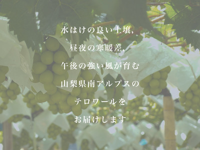 ＜2026年発送先行予約＞大粒大房！山梨県産シャインマスカット 1房 ALPDS006