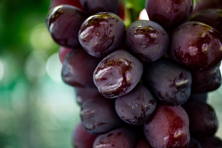 【2026年秋収穫先行予約_9月中旬～発送】 山梨県産 富士の輝700ｇ／箱 １房入　ALPAK015