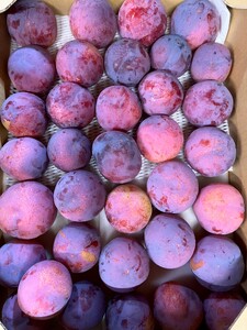 ＜2026年発送先行予約＞【ご家庭用】高級すもも「貴陽」約3.0kg（16〜26玉）ALPCZ017