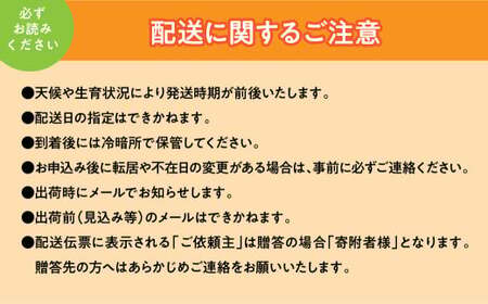 <2026年発送先行予約>すもも貴陽(子宝箱)10~12玉(計1.2kg) ALPCZ018