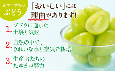 <2026年発送先行予約>★TBSテレビ系列「ひるおび」で取り上げられました!★シャインマスカット 2房 約1kg (1房あたり約450g〜550g×2房) ALPAA055 |山梨県 ぶどう 葡萄 ブドウ マスカット フルーツ くだもの 果物 高級 新鮮 産地直送 贈答 ギフト