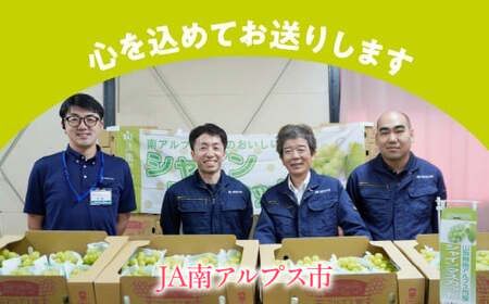 <2026年発送先行予約>★TBSテレビ系列「ひるおび」で取り上げられました!★シャインマスカット 2房 約1kg (1房あたり約450g〜550g×2房) ALPAA055 |山梨県 ぶどう 葡萄 ブドウ マスカット フルーツ くだもの 果物 高級 新鮮 産地直送 贈答 ギフト