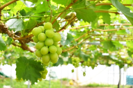 ★先行予約 【食べきり】旬のフルーツ3回定期便〈くだもの フルーツ さくらんぼ 桃 シャインマスカット 新鮮 農家直送 産地直送 人気 山梨県 南アルプス市 おすすめ〉 ALPAJ054