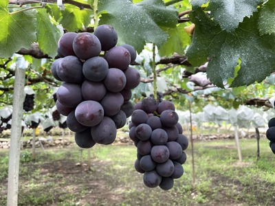 ★先行予約【食べきり】おいしいくだもの3回定期便〈くだもの　フルーツ　桃　巨峰　黒系ぶどう　シャインマスカット　新鮮　農家直送　産地直送　人気　山梨県　南アルプス市　〉ALPAJ057