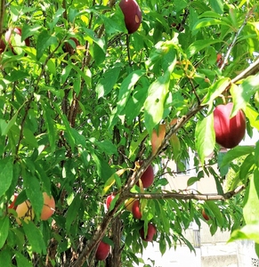 ＜2026年発送先行予約＞クール便 収穫当日に発送 プラムの女王【貴陽】1.5kg（10～12玉） ALPDG007