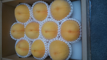 ＜2026年発送先行予約＞南アルプス市産　黄金桃（約３ｋｇ） ALPCM003