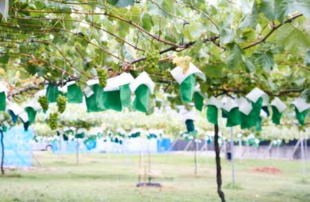 ＜2026年発送先行予約＞南アルプス市のシャインマスカット2房 約1kg ALPFK001