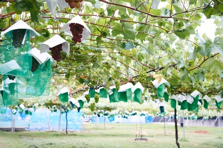 <2026年発送先行予約>シャインマスカットとサンシャインレッド各1房 約1kg ALPFK002