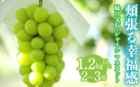 <2026年発送先行予約>頬張る幸福感 ~ 緑の宝石・シャインマスカット ~ 1.2㎏以上 2~3房 ALPCV002 | |