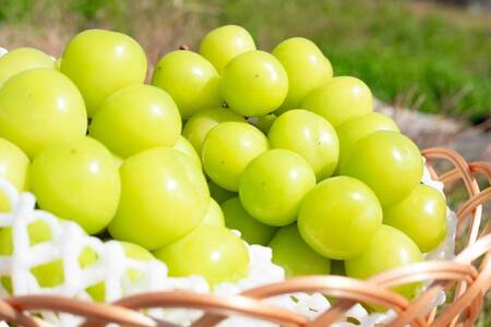 ＜2026年発送先行予約＞頬張る幸福感　～ 緑の宝石・シャインマスカット ～　2.0㎏以上 3～4房 ALPCV008　| |