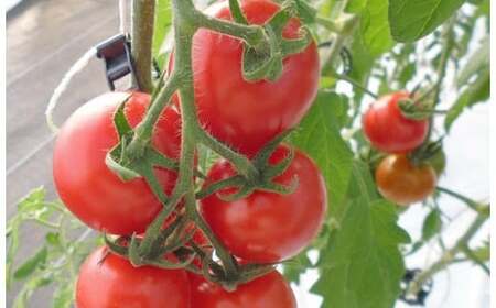 フルーツトマト「トマ糖＊太陽のめぐみ」フルティカ0.5kg　ALPBI007