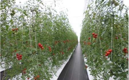 フルーツトマト「トマ糖＊太陽のめぐみ」フルティカ0.7kg　ALPBI008