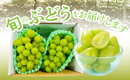 <2026年発送先行予約>南アルプス市産シャインマスカット家庭用 粒1kg クール便発送 ALPAG012