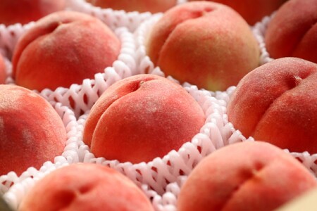 ＜2026年発送先行予約＞フルーツギフト専門店が選ぶ南アルプスの厳選フルーツ定期便　全3品種（桃・黒ぶどう・シャインマスカット）ALPAH055