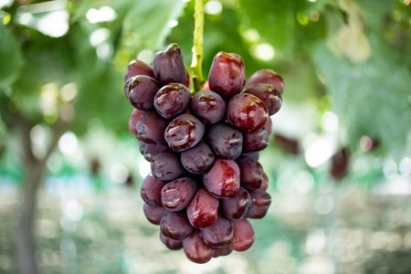 2026年秋収穫先行予約 山梨県産 富士の輝１．０ｋｇ／箱 ２房入 ALPAK019