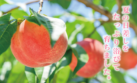 5-52 【2024年発送】山梨県産 採れたて完熟桃 白桃系1kg以上（3～5玉）ふるさと納税
