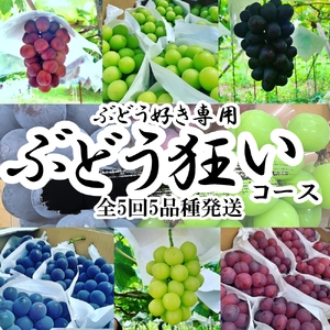 ＜2025年発送分先行予約＞山梨県南アルプス産　ぶどう狂い　【シャインマスカットを含む旬のぶどう５種】旬を迎えた順から発送　【定期便　約1ｋｇ　全5回】 ALPAH018