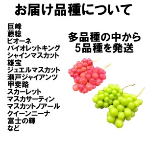 ＜2025年発送分先行予約＞山梨県南アルプス産　ぶどう狂い　【シャインマスカットを含む旬のぶどう５種】旬を迎えた順から発送　【定期便　約1ｋｇ　全5回】 ALPAH018