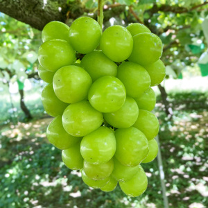 5-78 【先行予約】2024年発送分 シャインマスカット 2房（約1.0～1.2kg） フルーツ 山梨 くだもの 大粒 人気 厳選 ブドウ ぶどう 葡萄