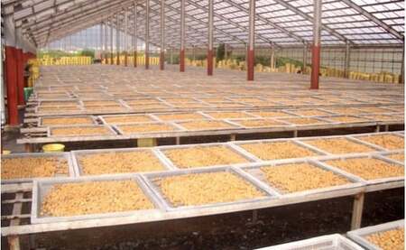 1-9-8 甲州小梅ぼし 昆布漬 ALPCG001