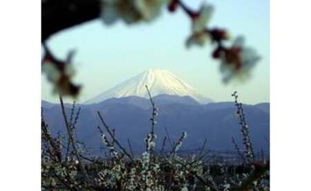 1-9-8 甲州小梅ぼし 昆布漬 ALPCG001