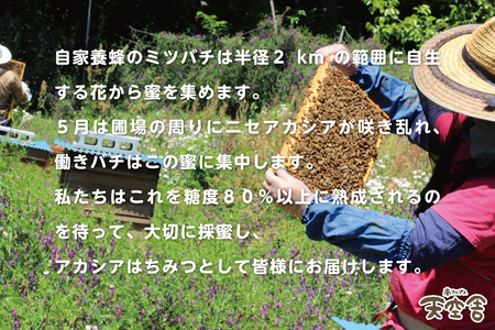 1-9-51 自家のミツバチが集める南アルプス上宮地産　黄金色のアカシアはちみつ　ガラスびん詰 450g １本