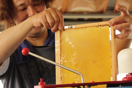 2-9-59 自家のミツバチが集める南アルプス上宮地産 黄金色のアカシアはちみつ ガラスびん詰 300g 3本 ALPAB065