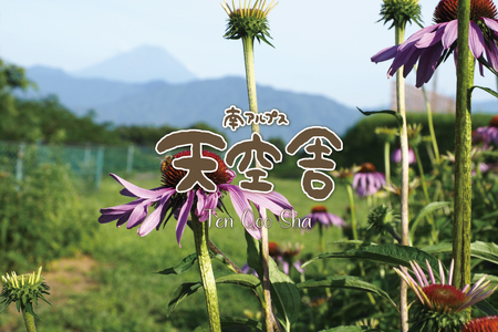 2-9-59 自家のミツバチが集める南アルプス上宮地産 黄金色のアカシアはちみつ ガラスびん詰 300g 3本 ALPAB065