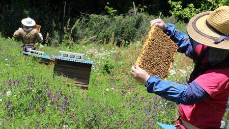 南アルプス天空舎が贈る「３種の上宮地産はちみつ（アカシア・ハゼ・さくら）」 ALPAB098