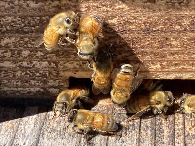 南アルプス天空舎が贈る「３種の上宮地産はちみつ（アカシア・ハゼ・さくら）」 ALPAB098