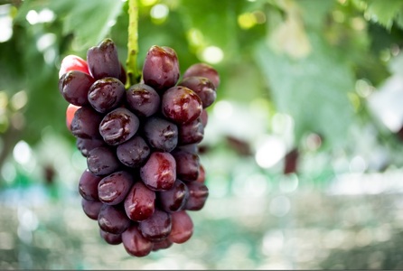 2026年秋収穫先行予約 山梨県産 富士の輝&シャインマスカット 1.5kg以上/箱 2房入 ALPAK013