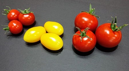 1.1-9-15 フルーツトマト「太陽のめぐみ」1kg（フルティカ＆ティポ）