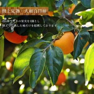 ＜12月下旬より順次発送＞叶屋枯露柿【特大サイズ6個入り YKD-6】12月下旬より順次発送予定 贈答用 干し柿 ALPBC004