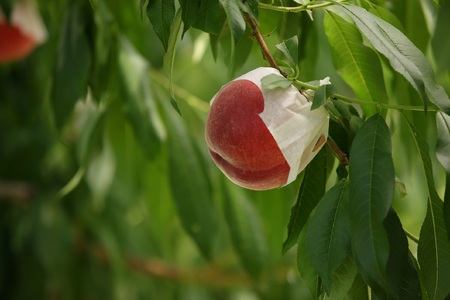 ＜2026年発送先行予約＞厳選！南アルプス市産　朝採れ大玉桃　約3kg（6～10玉） ALPDD005