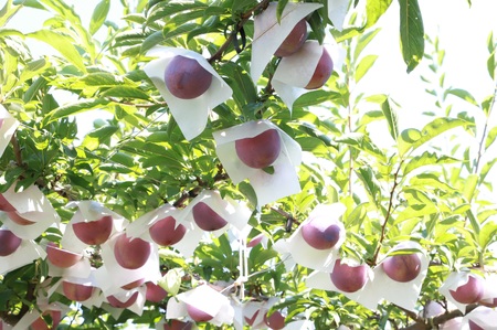 ＜2026年発送先行予約＞すもも「太陽」10～13玉入り×2箱約3ｋｇ ALPAA016