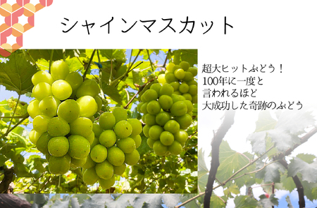 【先行予約】シャインマスカット贅沢定期便２㎏×３回 ALPAJ024