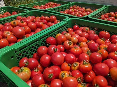 [自然栽培]無添加！甘い完熟トマトで作った濃厚トマトソース(内容量260g)×3個