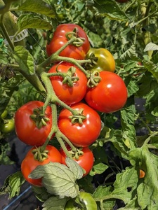 [自然栽培]無添加！甘い完熟トマトで作った濃厚トマトソース(内容量260g)×10個