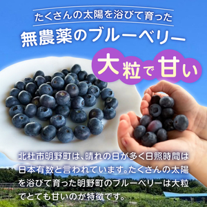 【2026年発送 先行予約】大粒 ブルーベリー 1000g ベリー  [h290002]