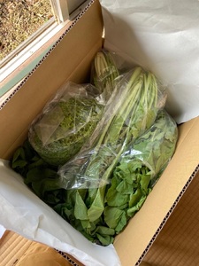 八ヶ岳ピースファーム　旬のお野菜詰め合わせBOX　自然栽培