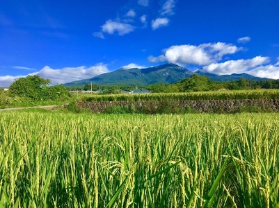 植物性乳酸発酵　八ヶ岳ミキ「プレーン（砂糖不使用）」