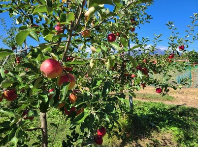 フレンチレストラン亜絲花（あしはな）の藁谷和紀シェフ×GON'S FARM りんごツアー（ツアー代金20,900円）体験チケット クーポン券 ツアー代金全額券 お土産付き リンゴ りんごツアー りんご畑見学 りんご収穫体験 フレンチ フルコースディナー ピクニックランチ レストラン亜絲花 GON’S FARM ランチ ディナー 北杜市津金