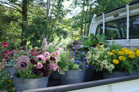 花農家直送！ドライフラワー アソートSセット ドライフラワー アソート セット  35本 3～5種 花 花束 農家直送 期間限定 装飾 飾り インテリア アレンジメント ギフト 贈り物