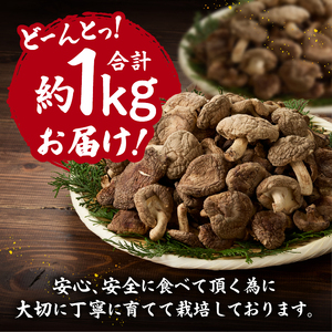 『満月しいたけ』菌床乾燥しいたけ　1kg 厳選 高級 椎茸 きのこ 肉厚 ジューシー 新鮮 農薬不使用 有機椎茸 山梨県産 北杜市産