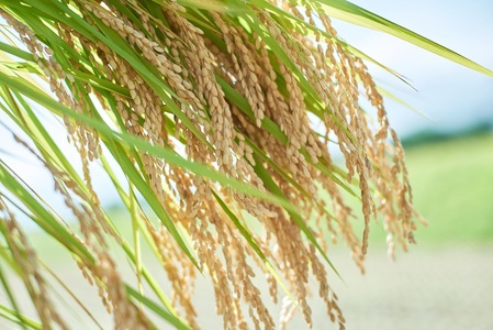 【令和7年度新米】【令和7年度米】白州産コシヒカリ　特別栽培米　5キロ  おこめ コシヒカリ 山梨県産 もっちり おにぎり お弁当