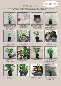 【2026年2月以降発送】バラ苗鉢植え「オリエンタルエクレール」 バラ 苗 1鉢 四季咲き 鉢植え 花 エクレール 6寸鉢 2年生苗 ガーデニング 初心者 母の日 父の日