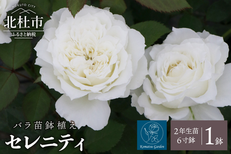 【2026年2月以降発送】バラ苗鉢植え「セレニティ」 バラ 苗 1鉢 四季咲き 鉢植え 花 セレニティ 6寸鉢 2年生苗 ガーデニング 初心者 母の日 父の日 