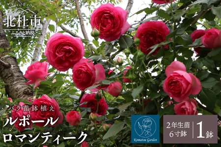 バラ苗鉢植え「ルポールロマンティーク」 バラ 苗 1鉢 四季咲き 鉢植え 花 ルポールロマンティーク 6寸鉢 2年生苗 ガーデニング 初心者 母の日 父の日 [h190]